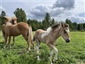 pandora, feila och fenja.jpg