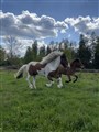 pegasusw.jpg